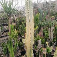 گلو گیاه (کاکتوس )