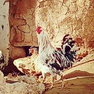 خروس فروشی گلین