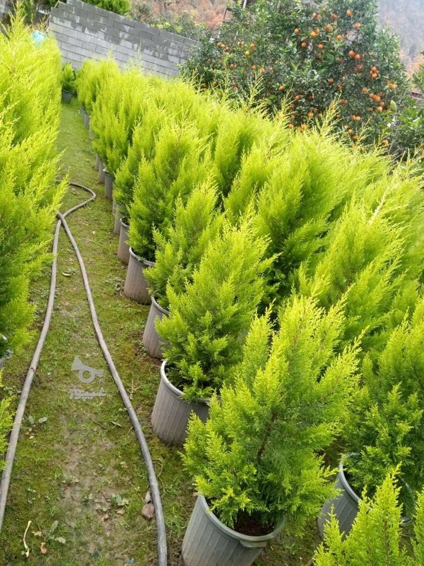 لاوسن یه دست شیک