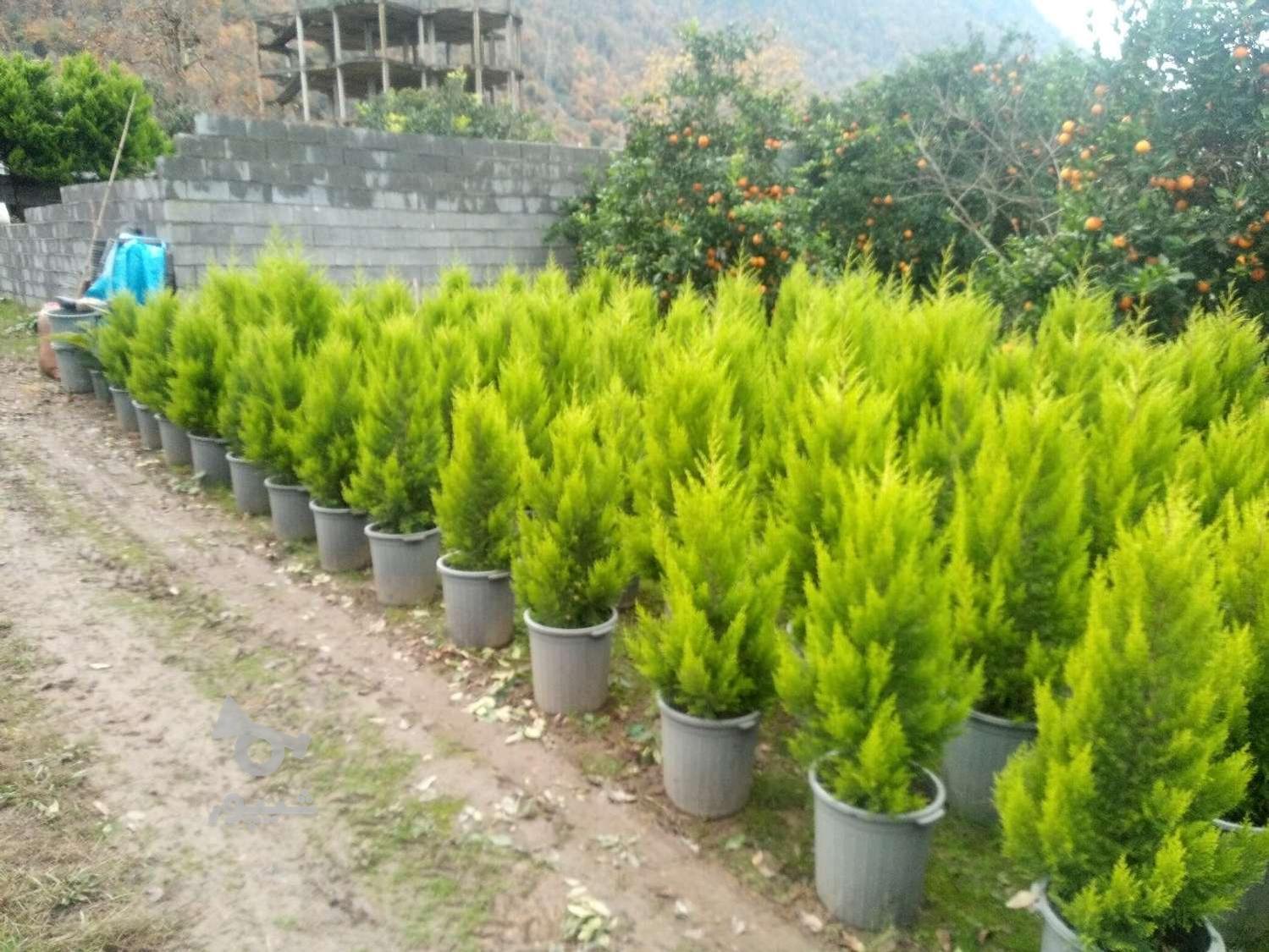 لاوسن یه دست شیک