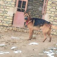 سگ ژرمن نگهبان واگذاری