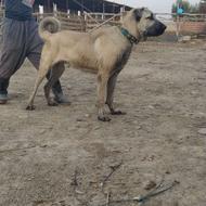 سگ ،پژدر آلابای سراب واگذاری