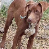 واگذاری سگ خانگی