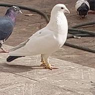 دمسیا پلنگ کلاغ