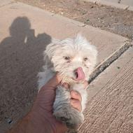 توله نر و ماده مالتیپو سه ماهه واگذاری