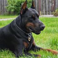 توله سگ دوبرمن ، نگهبان باغ واگذاری