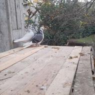 کبوتر پرشی نر و ماده