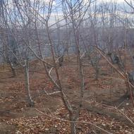 زمین درختی کشاورزی نقلی