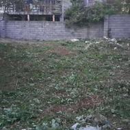 هرس درخت کیوی