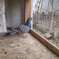 کبوتر سبز ماده توخم گذار