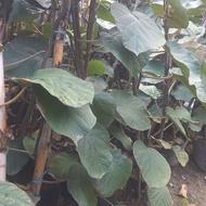 نهال کیوی هایوارد