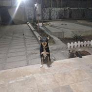 واگذاری سگ کلپی استرالیایی