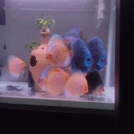 اکواریوم با 11تا دیسکس