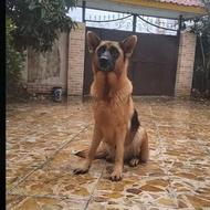 واگذاری ژرمن ماده