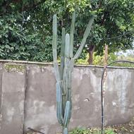 گلافوربیا تریگونا به طول 3 متر