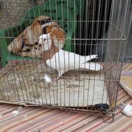 کبوتر طوقی زرد و سرخ