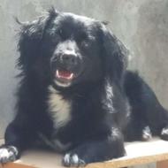 واگذاری سگ پاکوتاه اشپیتز