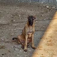 توله سگ سراب اصیل واگذاری