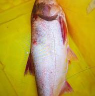 ماهی زنده مازندران