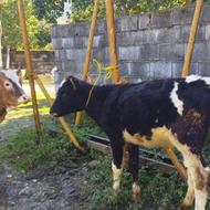 گوساله ماده