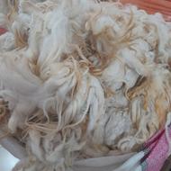پشم سفید شسته شده