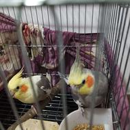 فروش یک جفت عروس هلندی