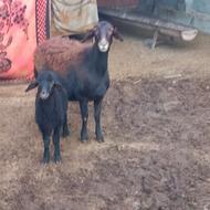 گوسفند بره دار چاق سالم وسرحال