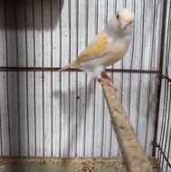 قناری ماده سرامیکی