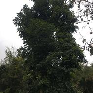 اواکادو صادراتی درجه یک قیمت مناسب