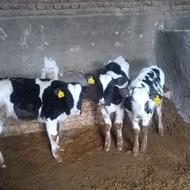 گوساله نر هلشتاین