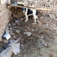 واگذاری سگه گله ای سه ساله