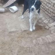 واگذاری سگ .......