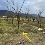 فروش زمین مسکونی 233 متر در تقی آباد