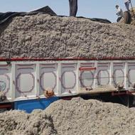 کاه نیشکر تازه و عالی