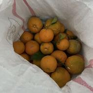 50 کیلو نارنج چیده شده