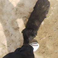 توله ماده بومی واگذاری