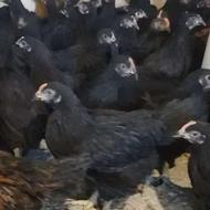 مرغ مشکی برای قضا بلا