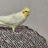 عروس هلندی یک ساله ماده دستی