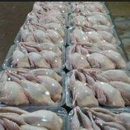 بلدرچین سنگین و سالم