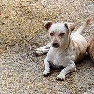 واگذاری پاپی نر یک ساله