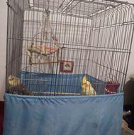 یک عدد جفت عروس هلندی بالغ