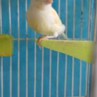 ماده قناری آماده تن نخورده.