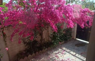 نوشهر هلستان بهارستان جنوبی 19