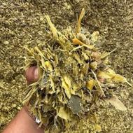 سیلو ذرت تخمیر شده