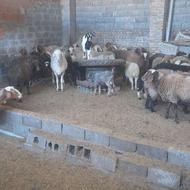 گوسفند آبستن،نر،گوشتی،بزغاله،بره مار،بره