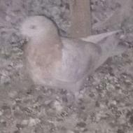 کفتر ابلغ شازده سبز زردی