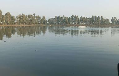 فروش پرورش ماهی گرمابی