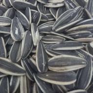 تخمه آفتاب گردون از تولید به مصرف