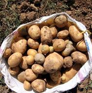سیب زمینی تازه