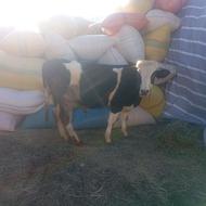 یک گاو نر هلندی